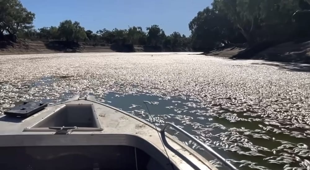 ‘Close eye’ on Menindee fish kill post image