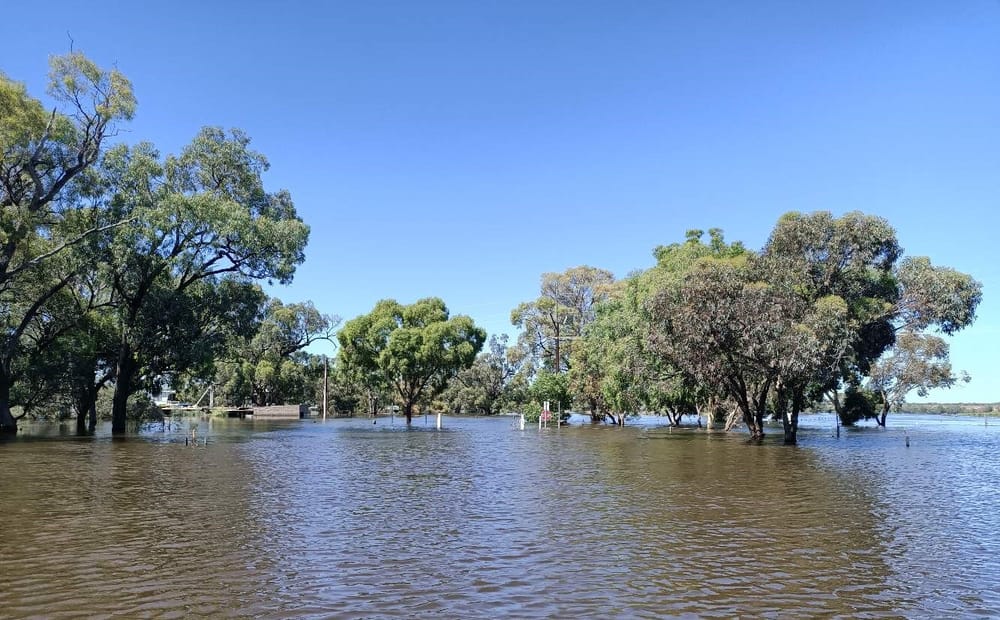 Rebates available to flood-affected local growers post image