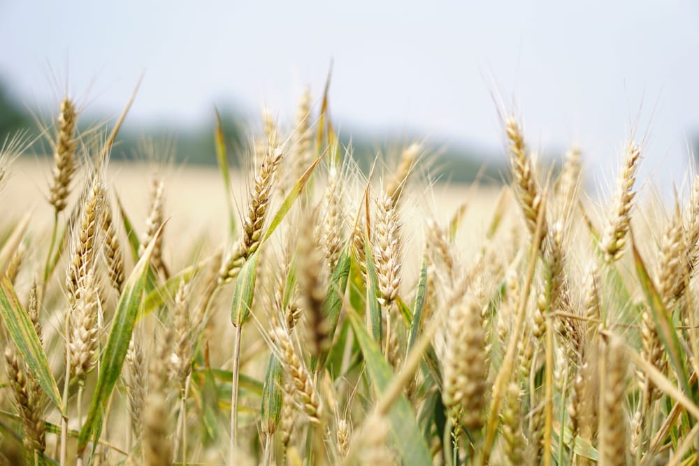 Grain producers invited to join policy committee post image