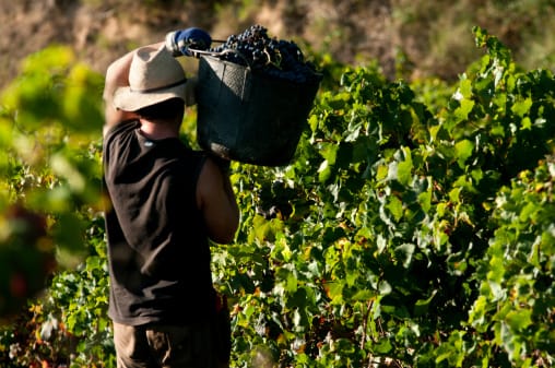Horticulture businesses cop big fines post image