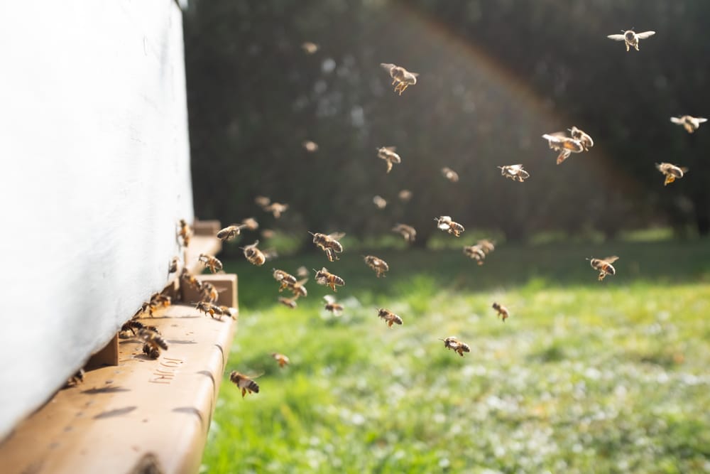 Varroa mite eradication now ‘no longer feasible’ post image