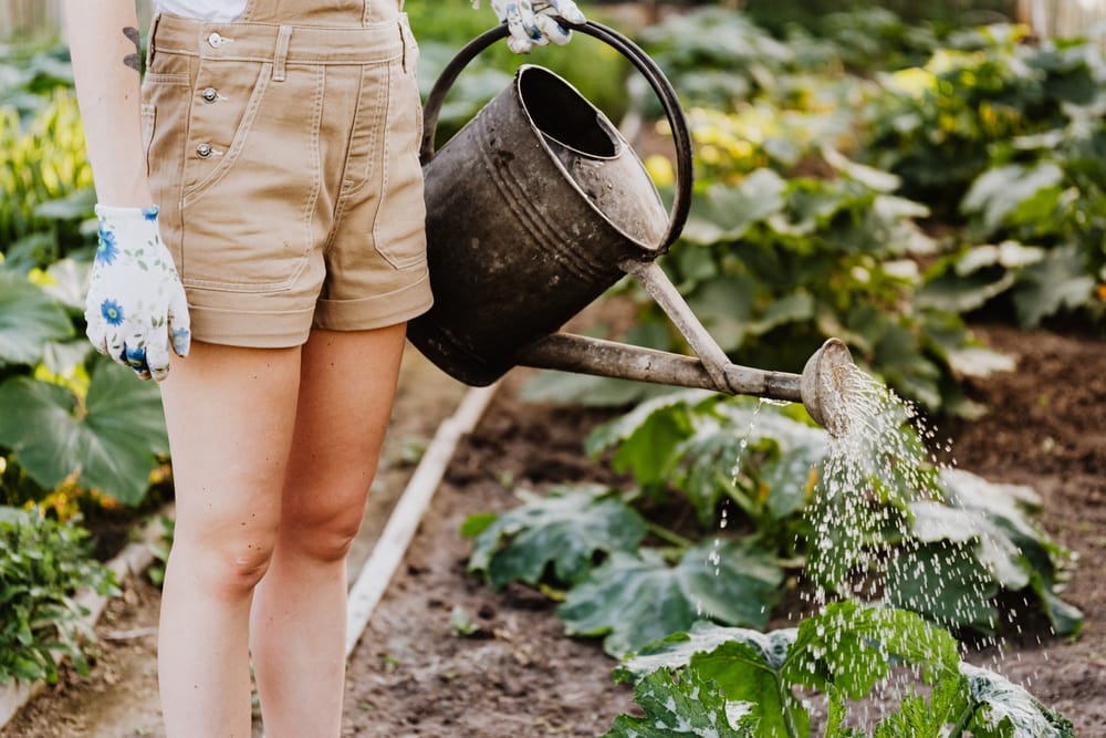 Sustainable garden inspiration at Field Days post image