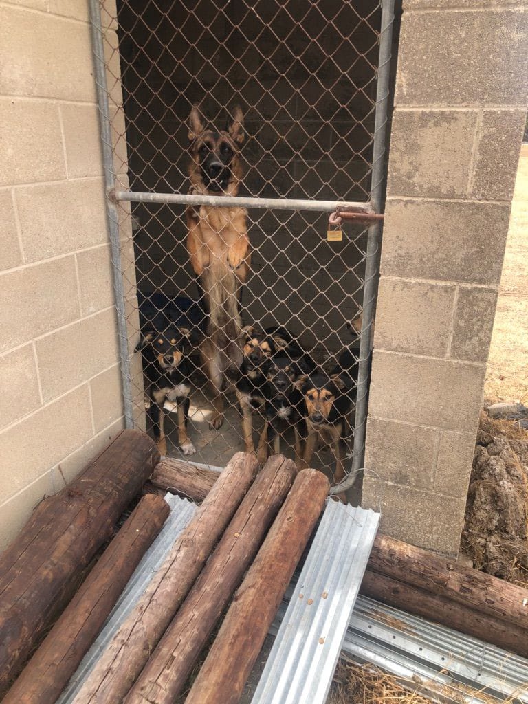 Home detention for animal cruelty repeat offender post image