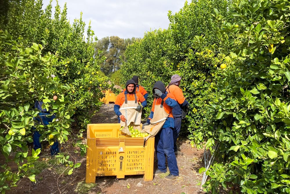 Labour changes ‘disaster for citrus’ post image