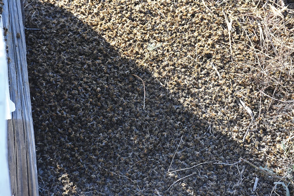 Toxicology report reveals cause of bee death post image