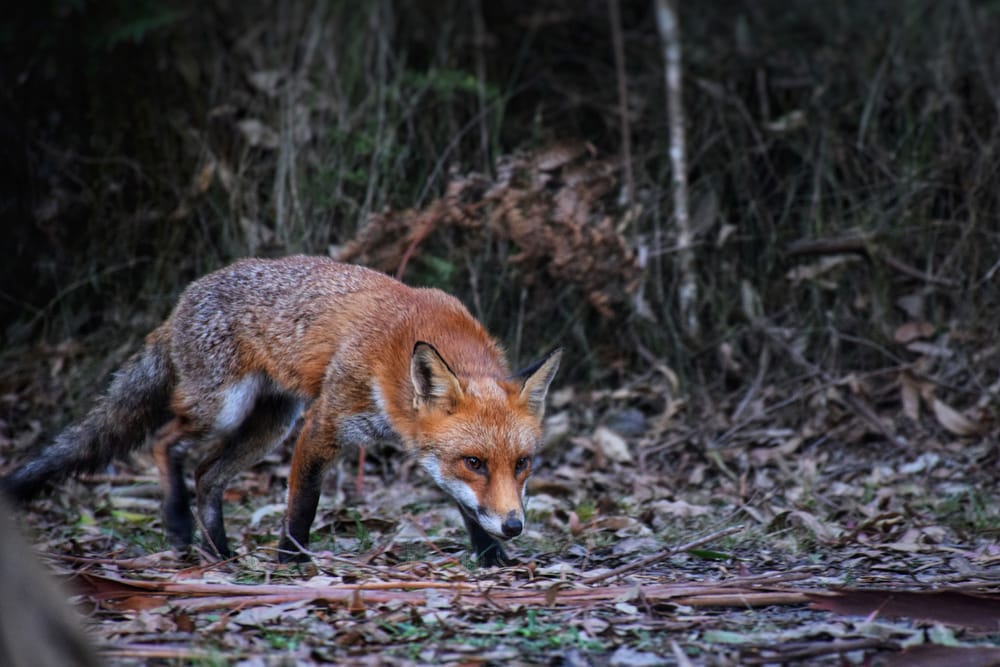 State fox program going strong post image
