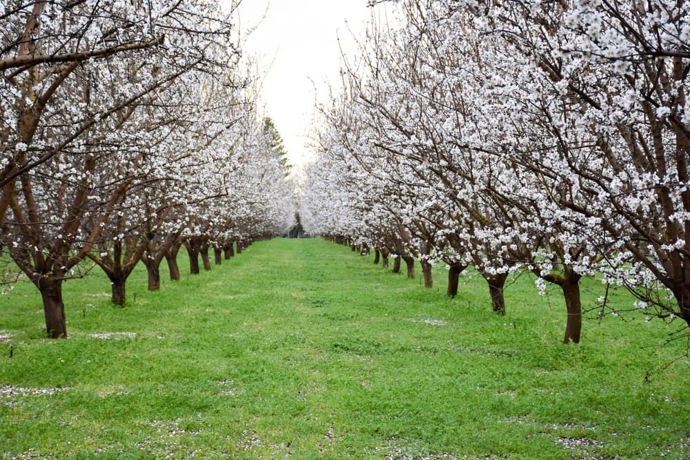 Riverland producers set to contribute to new levy post image