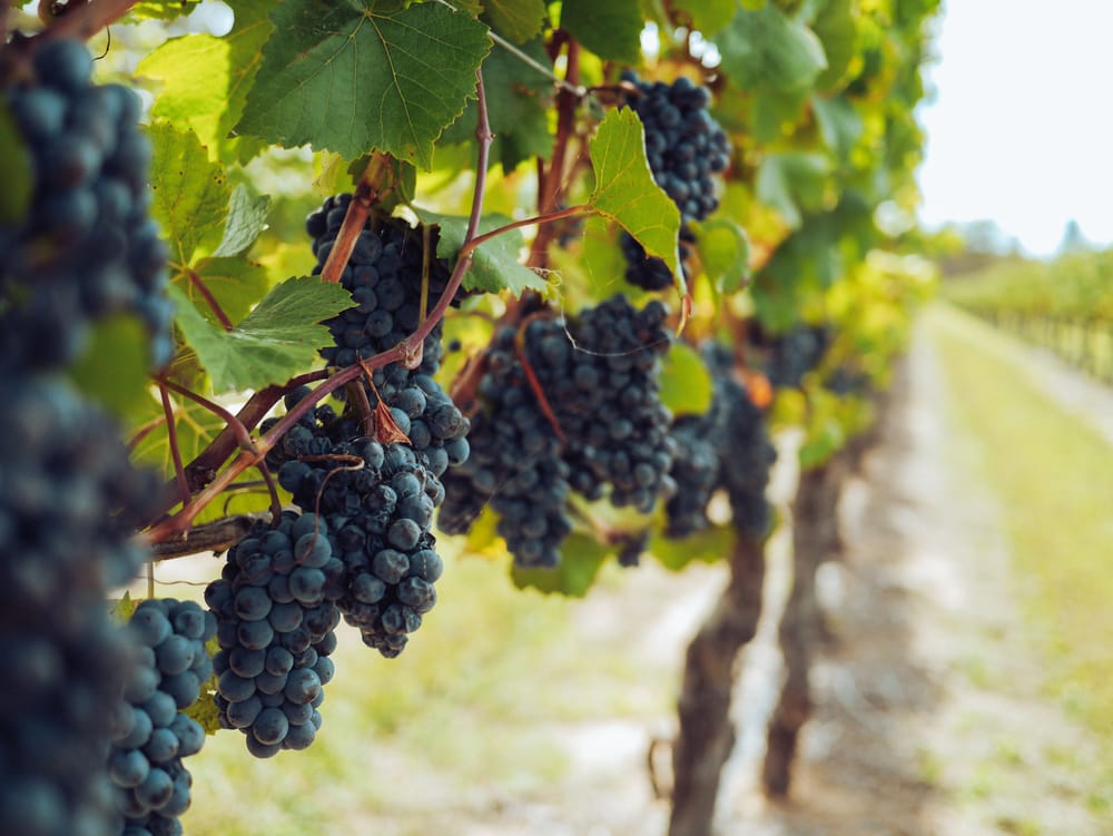 Wine industry code changes a ‘fair ask’? post image
