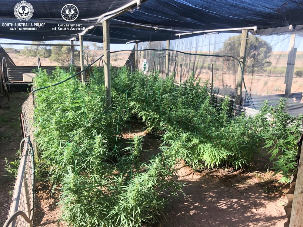 Another Riverland cannabis bust post image