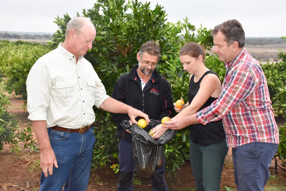 Riverland winning fruit fly battle post image