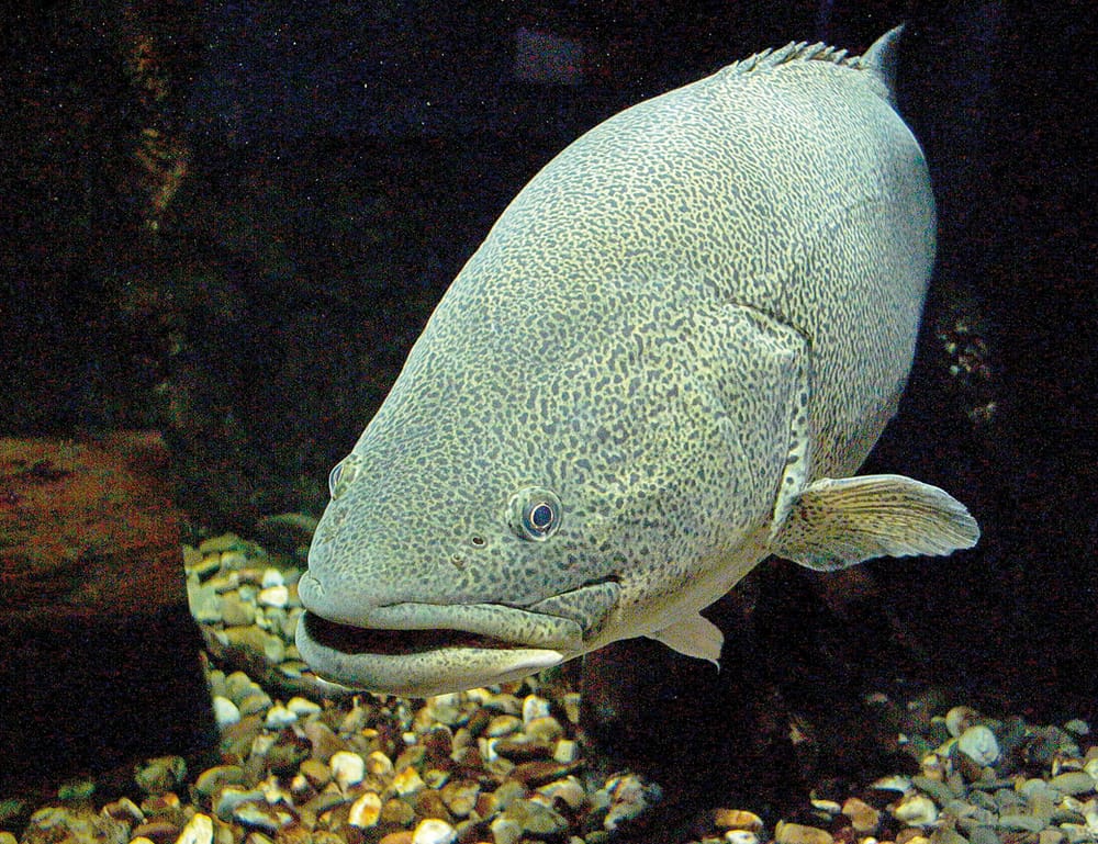 New funding aimed at further improvements in Murray River health… TIM’S NATIVE FISH PLAN post image