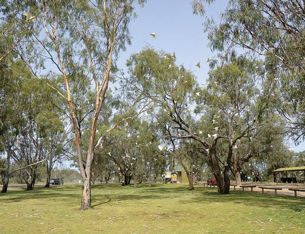 Council begins corella control post image
