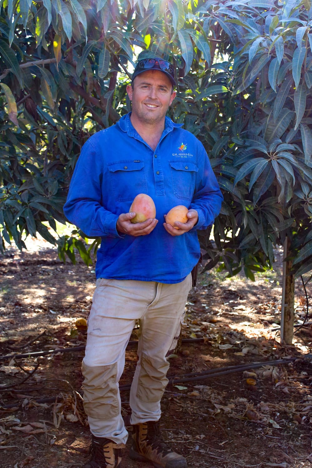 Riverland’s constant summer heat produces early mango crop post image