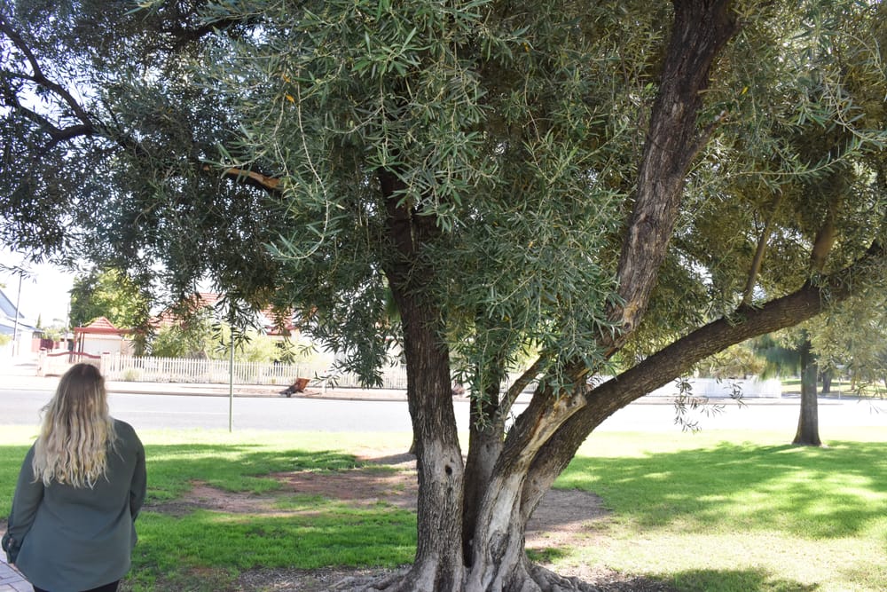 RPC says trees have to leave post image