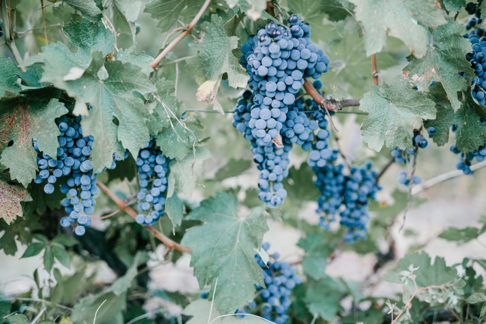 Wine industry’s future strategy discussed by new committee post image