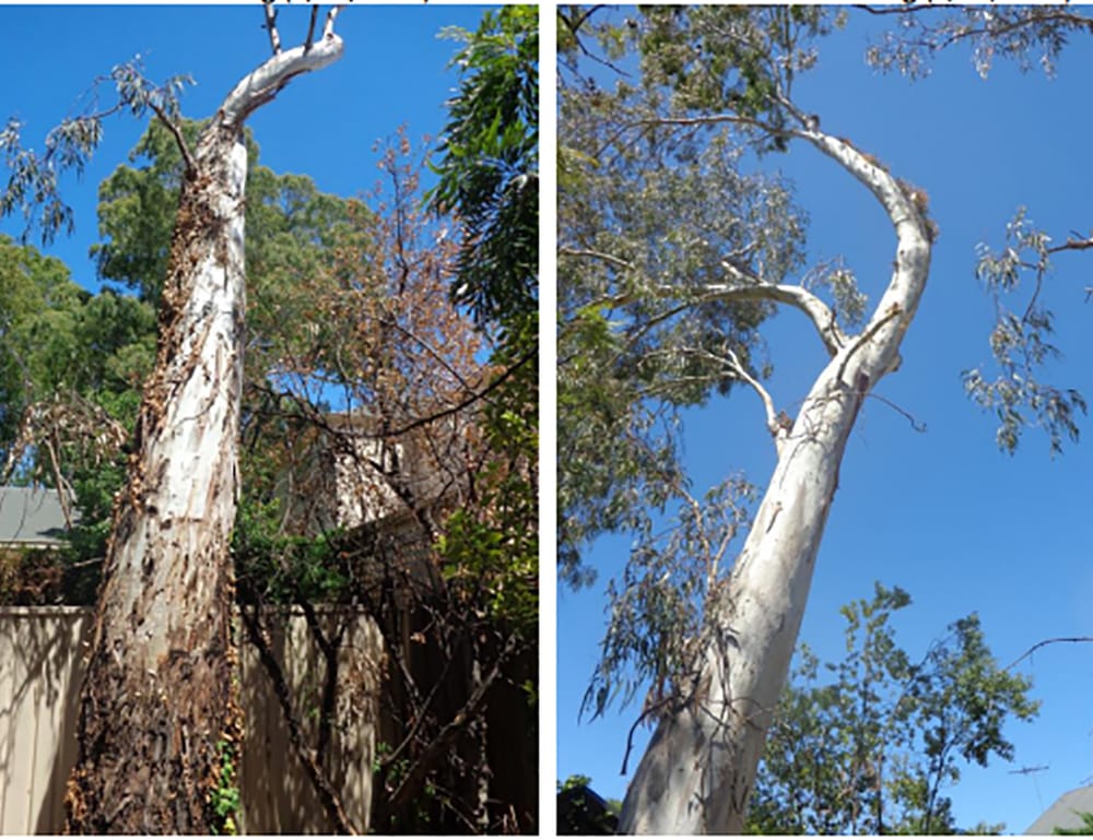 Renmark Paringa Council supports Unley’s legal fight post image