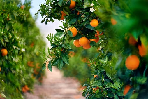 Oranges unpeeled my Riverland connection post image