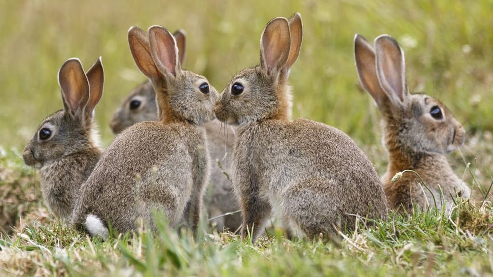 CSIRO rabbit survey needs you post image