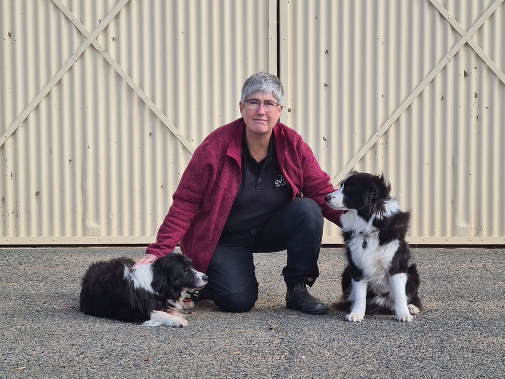 Dogs ‘safe on aerodromes’ post image