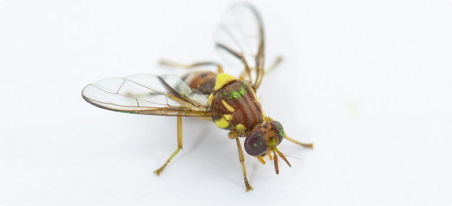 Fruit fly meetings across Riverland post image