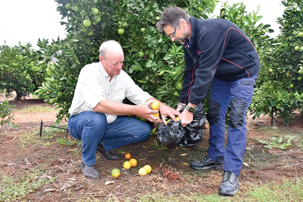 405 reasons to dump fruit before hitting the Riverland post image