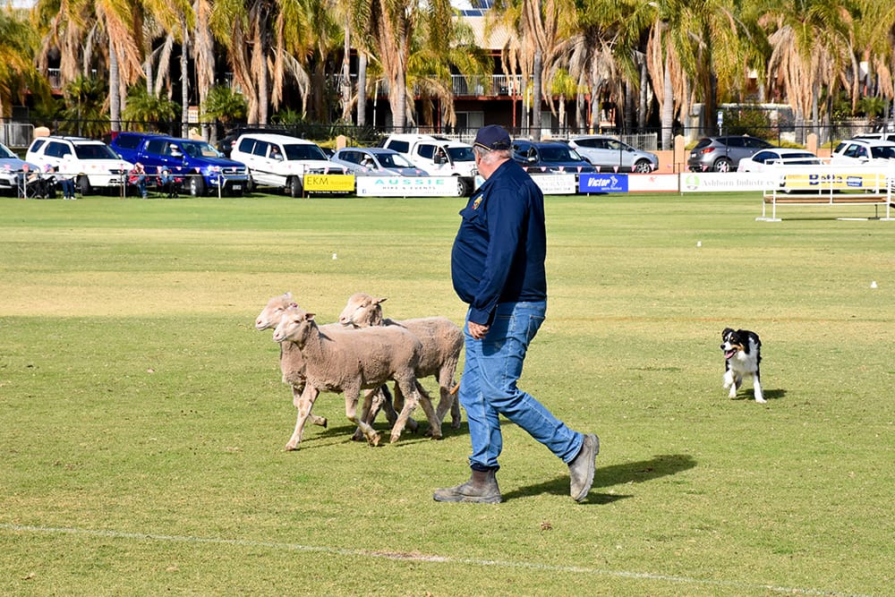Baa-rmera ready for weekend’s Sheep Dog Trials post image