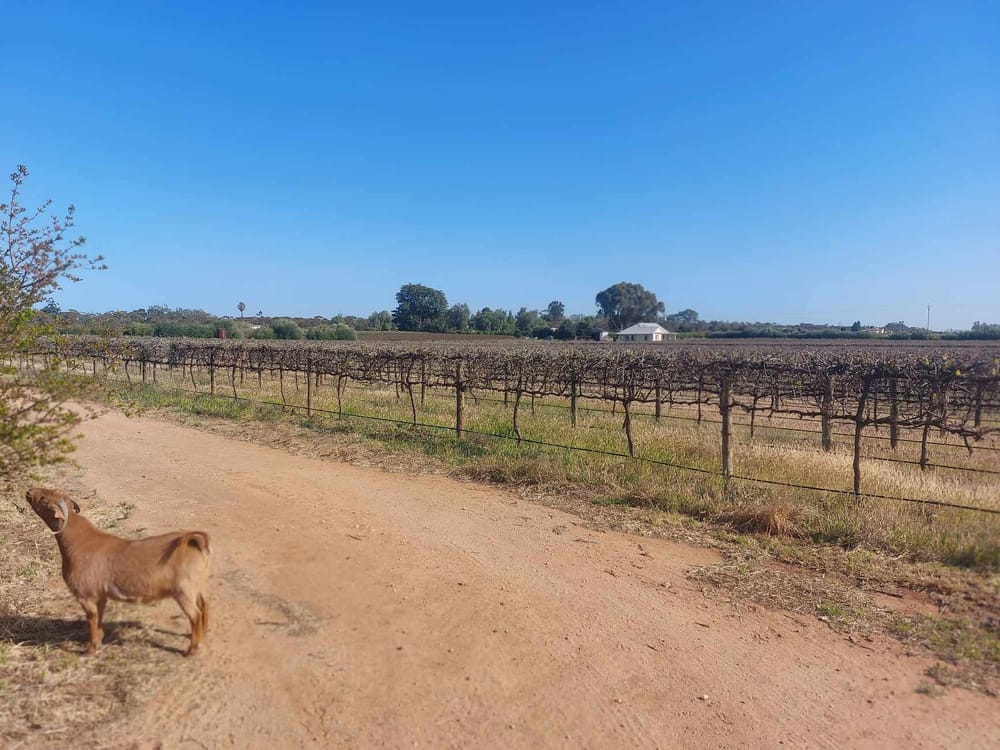 How a Senate Inquiry into the wine industry came about post image