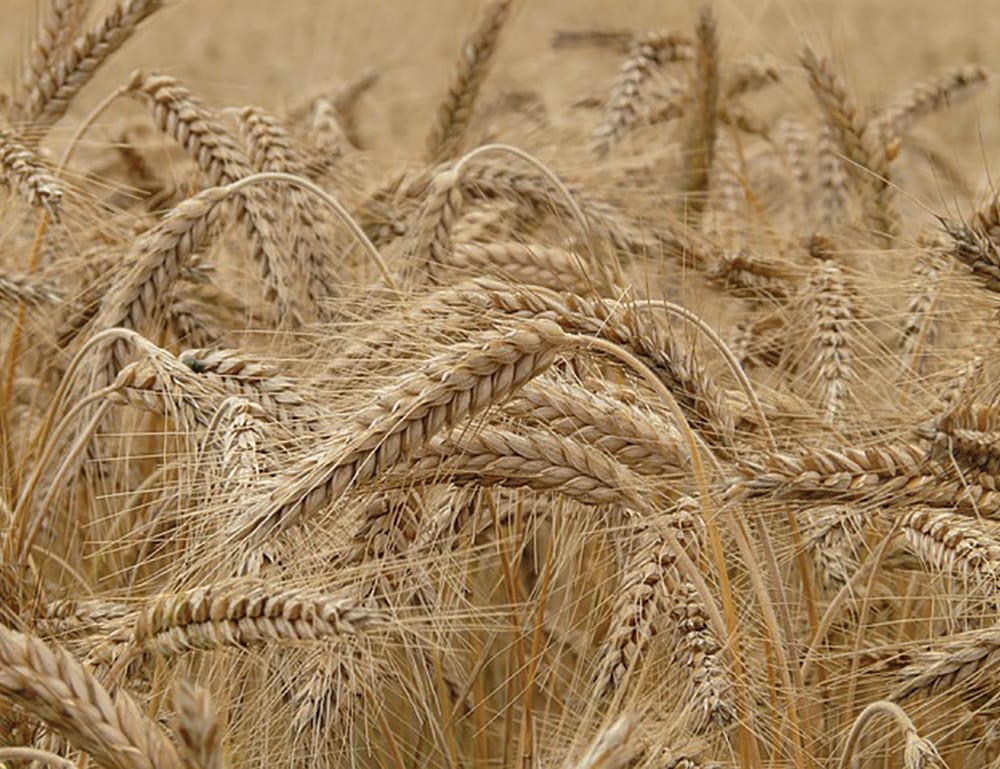Berri Barmera Council consults community about GM crop decision post image