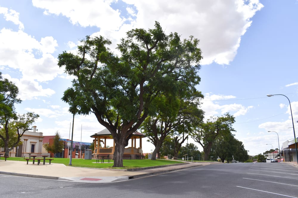 Another decision on the future of Loxton’s jacaranda trees… Hold the chainsaw post image