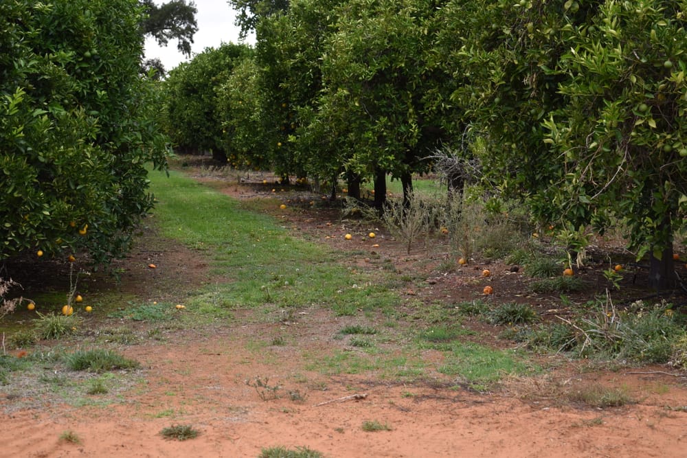 Fair Work breaches identified in Riverland farm labour sector post image