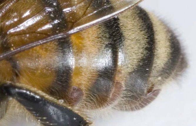 New committee formed to help manage threat of varroa mite post image