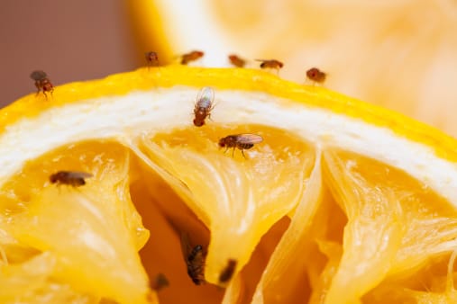 Waikerie, Paringa added to fruit fly outbreak list post image