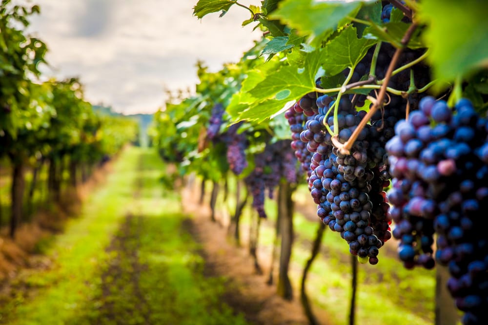 Grape growers preparing for ‘devastating’ frost damage post image