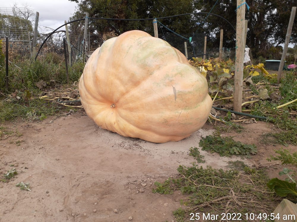 Giant pumpkin comp survives Covid-19 post image