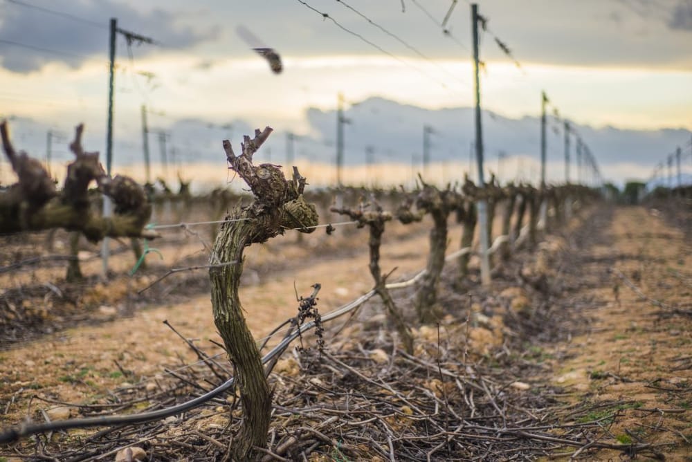Loxton provides influence over drought toolkit post image