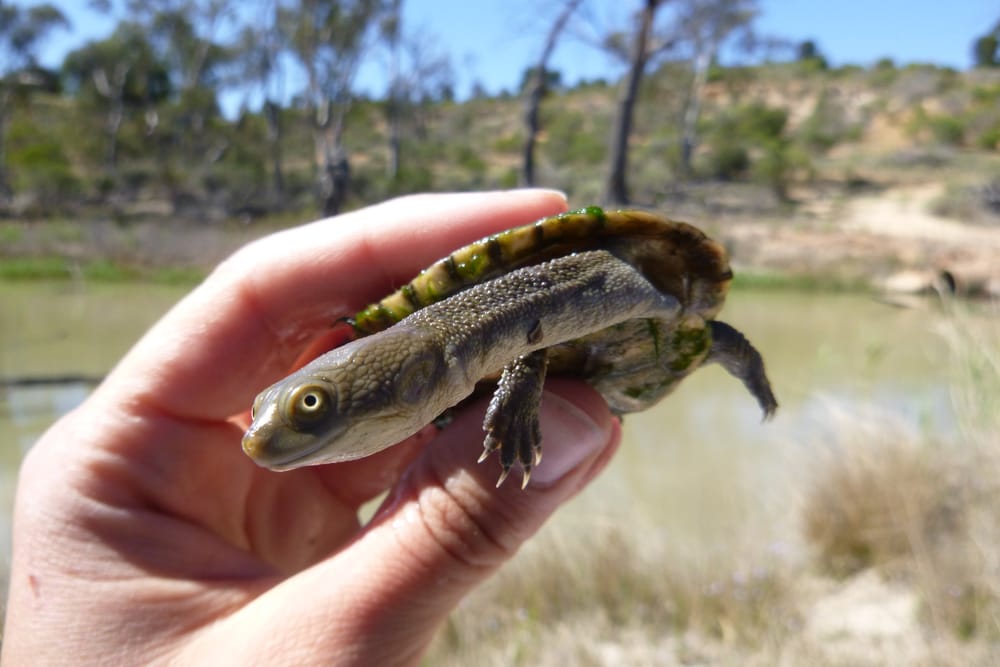 Riverland turtles in need of our help post image