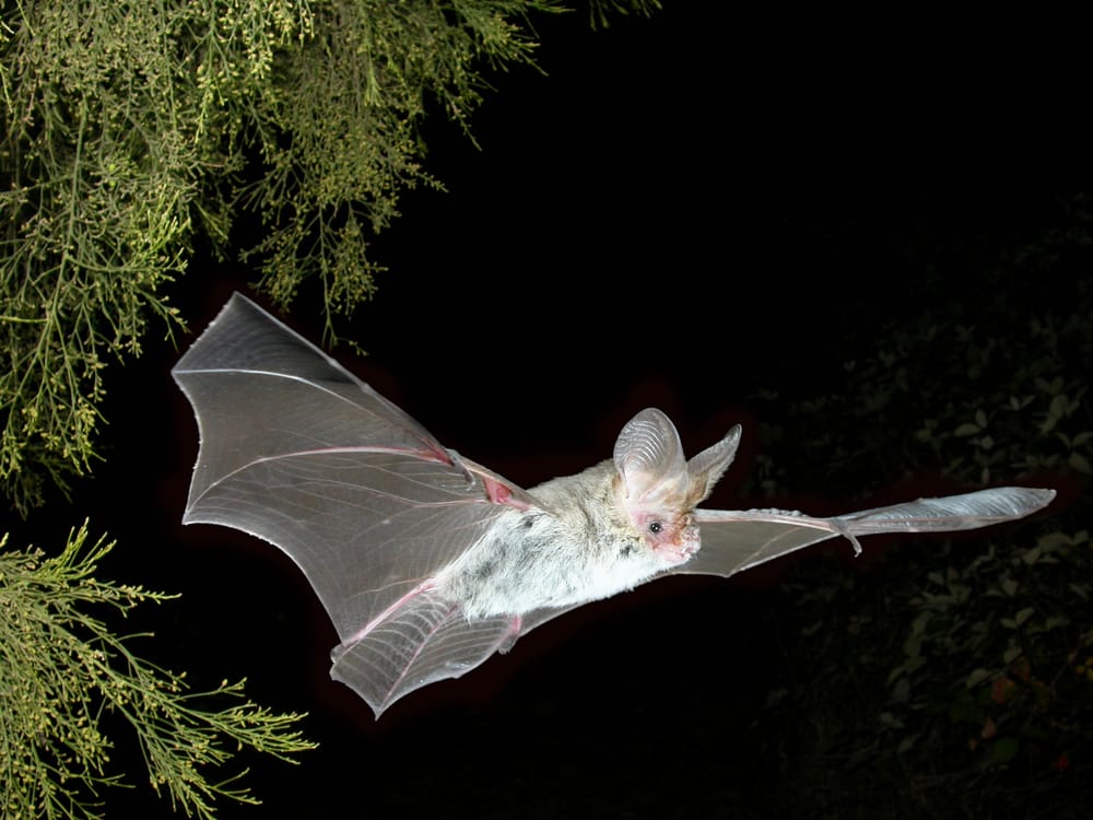 Ultrasonic sound detects bats in Chowilla post image