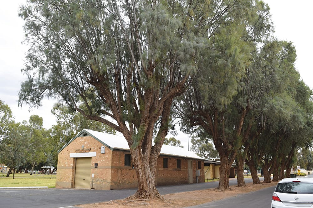 Potential tree removal stirs outrage among Waikerie residents… STUMPED post image