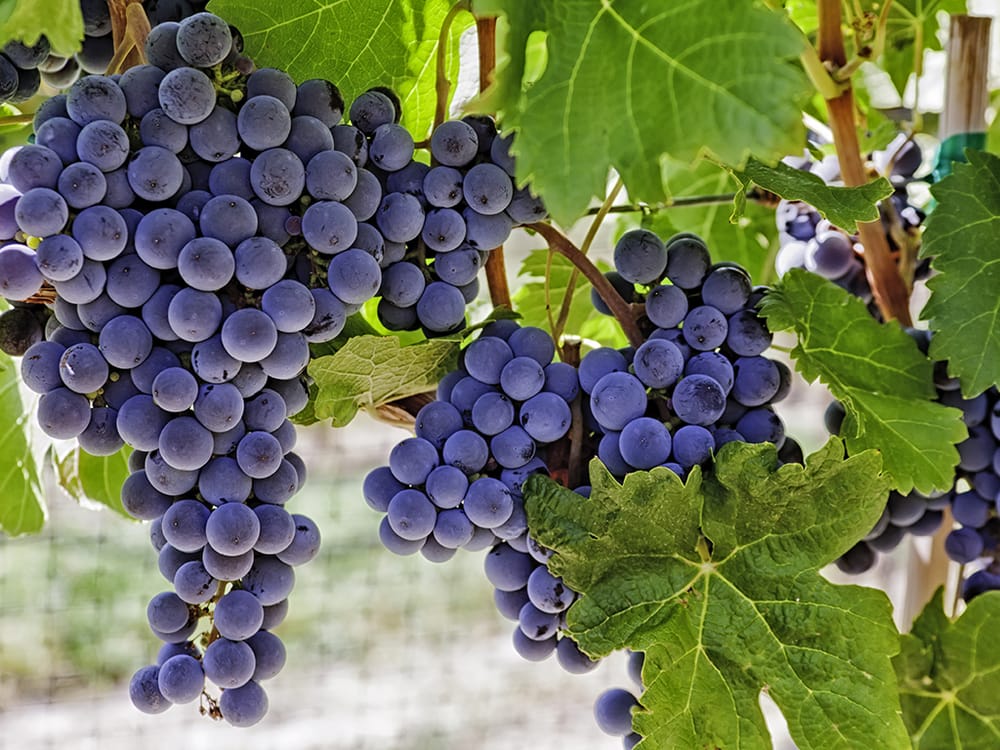 Planning expert joins wine recovery committee post image