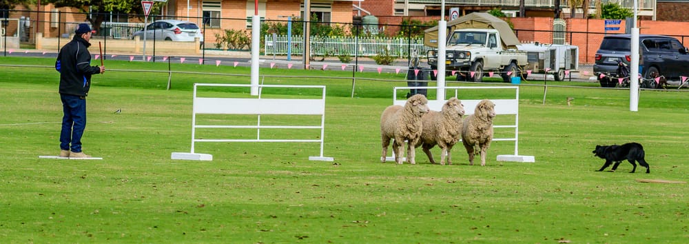 Herd it was a busy weekend in Barmera post image