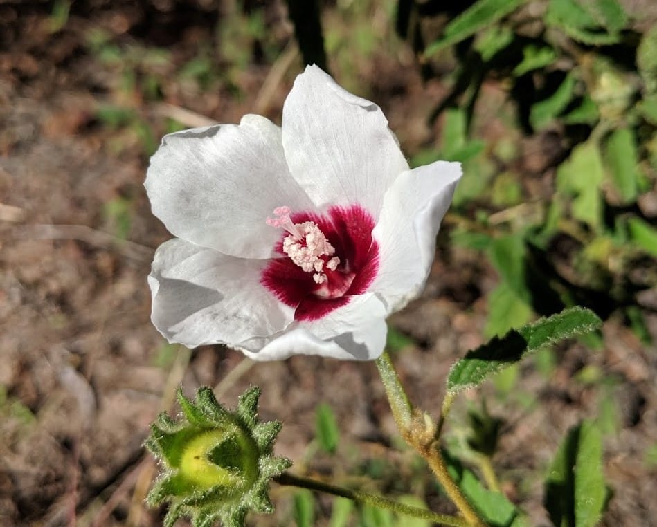 From cherry thefts to hibiscus hikes post image