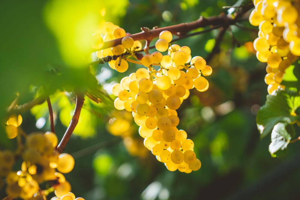 Riverland wine businesses supported by new program post image