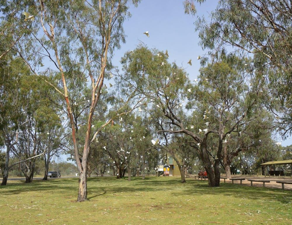 Berri Barmera Council cull to control corellas post image