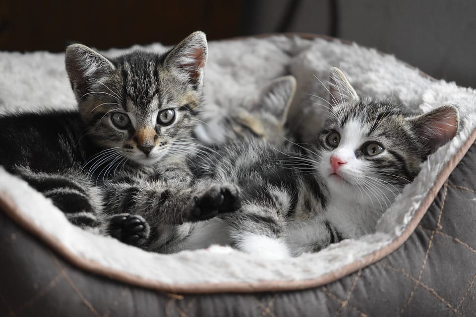 Owners asked to keep cats safe, inside post image
