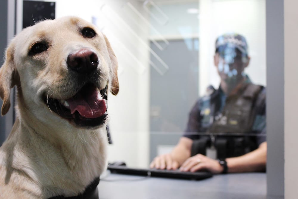 New animal management fees adjusted to cost of living post image