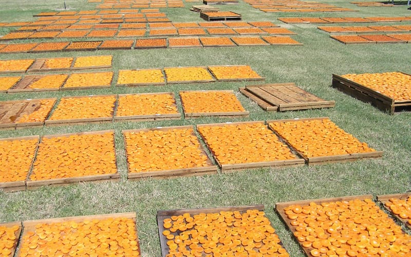 Loungeroom solution to our apricot-cutting emergency post image