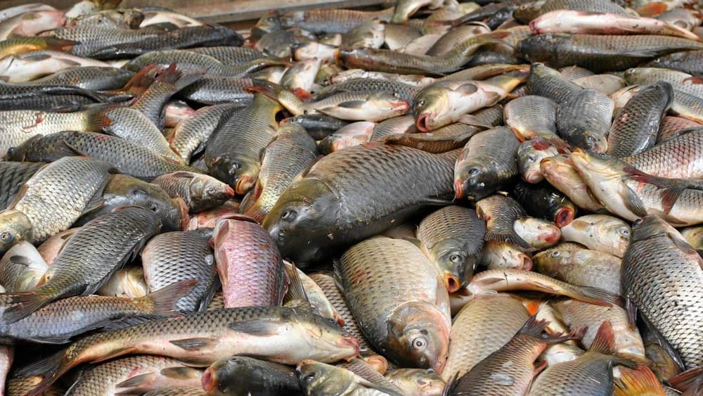 ‘Considerable work’ still required on carp virus post image