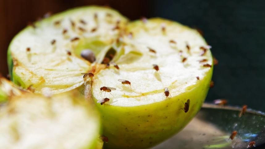 Fruit fly changes set to ‘relieve a lot of pressure’ post image