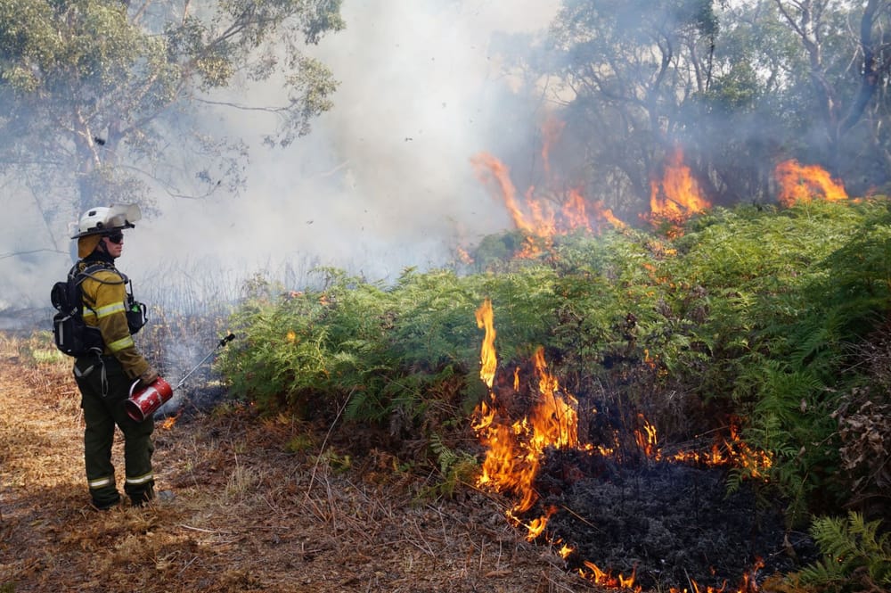 Prescribed burn success in Riverland post image