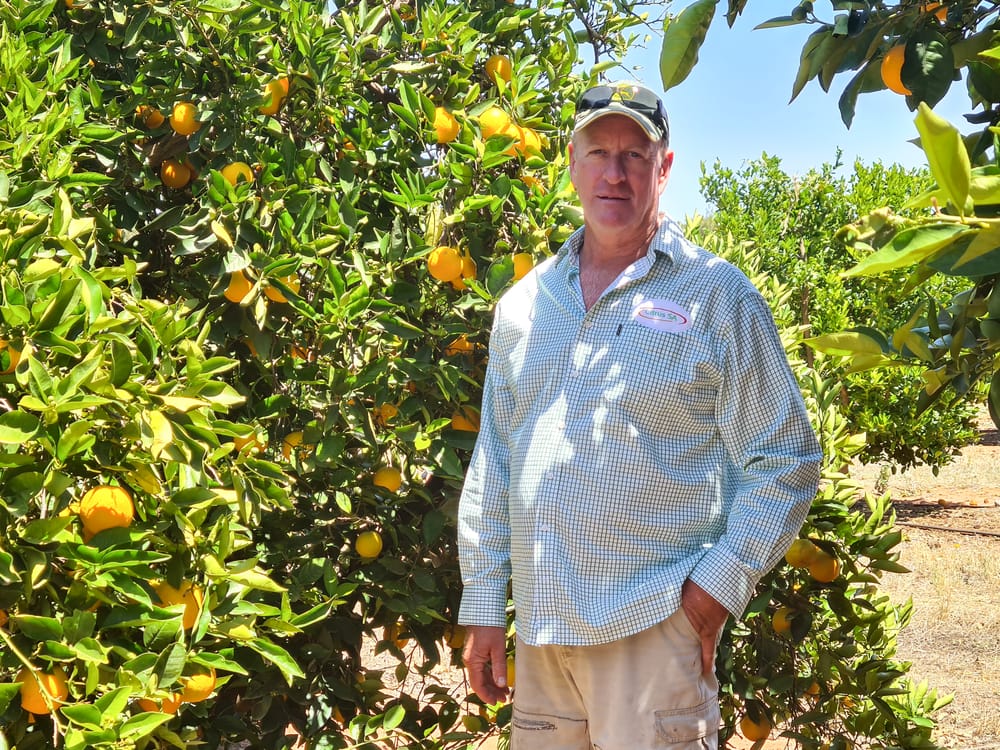 Citrus growers battle below-zero temperatures post image
